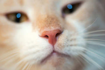 a cat portrait close up