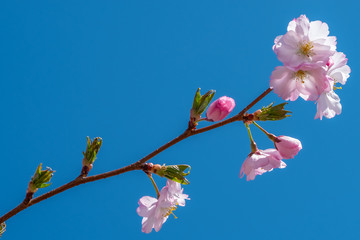 Rosa Blüte Kirschblüte im Frühling