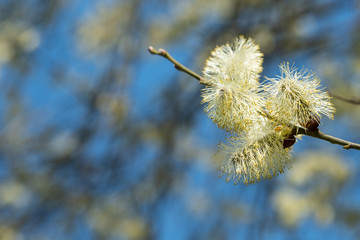 Ast einer Weide (Salix) mit Blüte Weidekätzchen