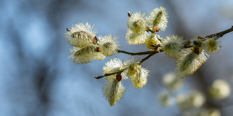 Blüte Weidekätzchen einer Weide (Salix)