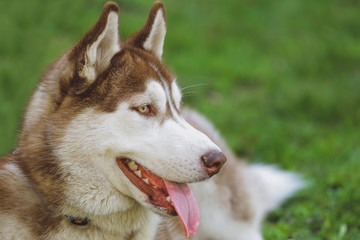 Beautiful dog Husky in the park, in the forest