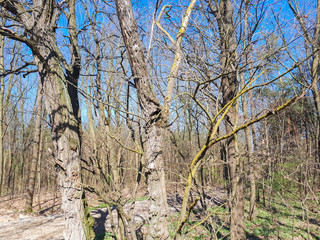 Spring forest landscape background