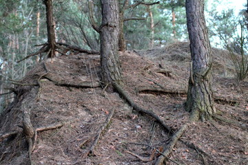 pine roots on the precipice