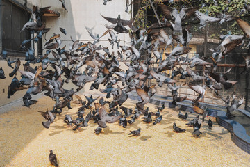 Crowd of pigeons birds on  street