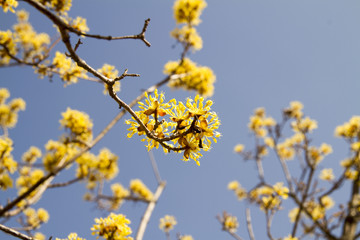 Cornelian cherry flowers that represent spring