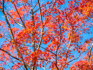 Colorful leaves in Japan autumn