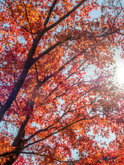 Colorful leaves in Japan autumn