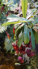 Huge succulents and cactus plants in different forms, flower pots, sizes and lengths on vintage background texture. View to cactus and succulents garden.