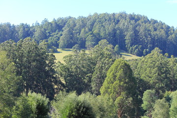 bushes, mountain in the countryside