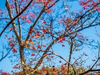 Colorful leaves in Japan autumn