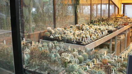 Huge succulents and cactus plants in different forms, flower pots, sizes and lengths on vintage...