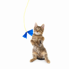 Striped kitten is played with a blue paper bow on a white background