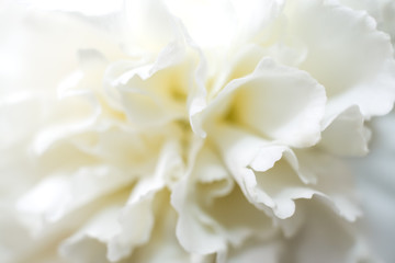 Fototapeta na wymiar Soft white carnation flower with gentle petals.