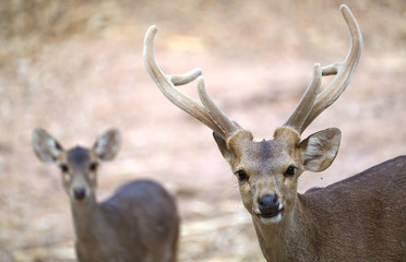 hog deer (Hyelaphus porcinus)
