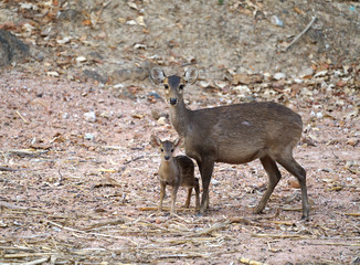 hog deer (Hyelaphus porcinus)