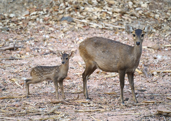 hog deer (Hyelaphus porcinus)