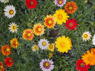 Fiore, Gazania