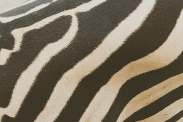 Fototapeta na wymiar Close up photograph of a zebra skin