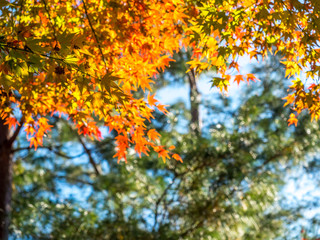 Colorful leaves in Japan autumn