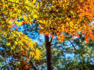 Colorful leaves in Japan autumn