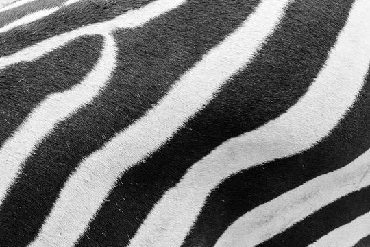 Close up photograph of a zebra skin