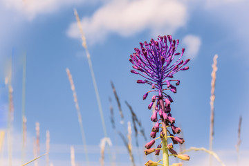 Seltene Schopfhyazinthe