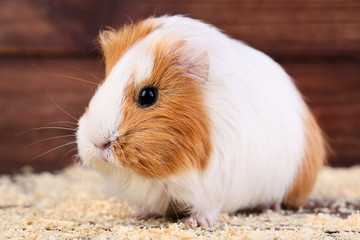 Guinea pig with sawdust on brown background