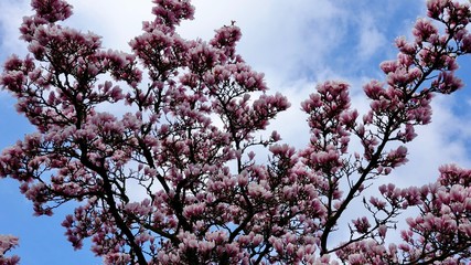Magnolienblüte im Frühjahr, Magnolien