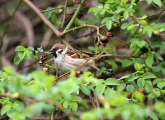 Sparrow. Sparrow in green nature. Sparrow on a branch. 