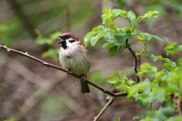 Sparrow. Sparrow in green nature. Sparrow on a branch. 