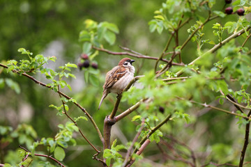 Sparrow. Sparrow in green nature. Sparrow on a branch. 