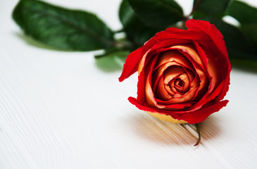 Red rose on a white table