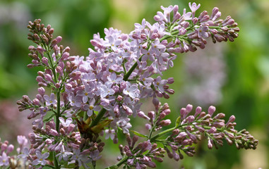 Lilac. Lilacs, syringa or syringe. Colorful purple lilacs blossoms with green leaves. Floral pattern. Lilac background texture. Lilac wallpaper. No sharpen.
