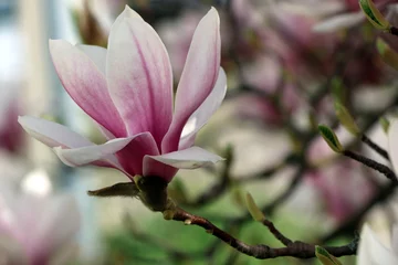 Crédence de cuisine en verre imprimé Magnolia Magnolia, fleur du magnolia tulipe au printemps
