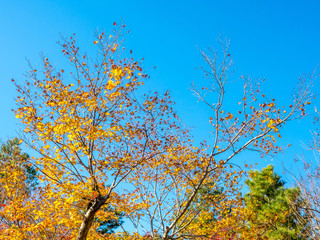 Colorful leaves in Japan autumn