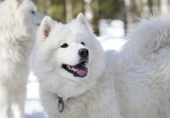 samoyed in forest