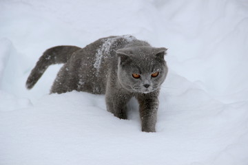 British cats in the snow