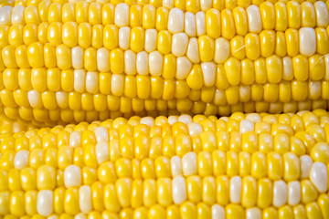 とうもろこし / 新鮮な夏野菜のイメージ