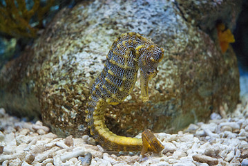Seahorse in contemplation © Photo&Lightroom  LF