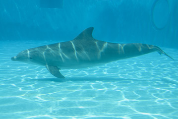 Dolphin © Photo&Lightroom  LF