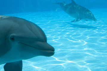 Curious dolphin © Photo&Lightroom  LF