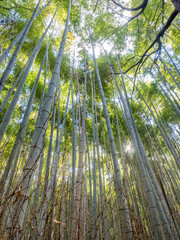 Bamboo forest in Arashiyama, Japan