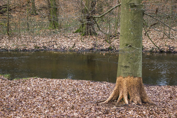 Bitten bark of a tree by wild animals