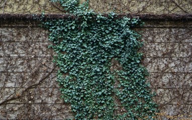 ветки вьющегося растения на стене дома 