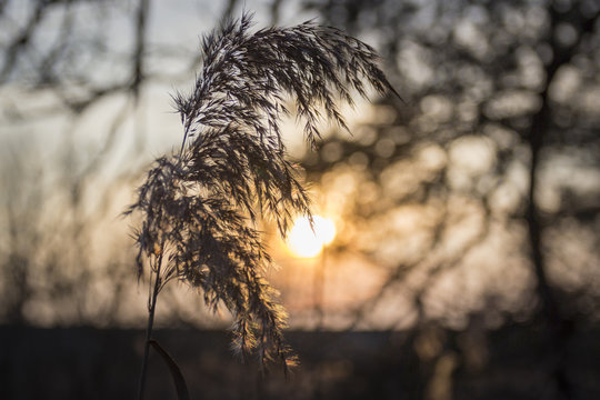 Idyllic image of a reeds ear at sunset