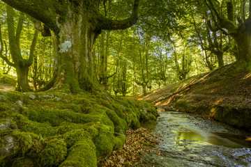 trees moss forest green