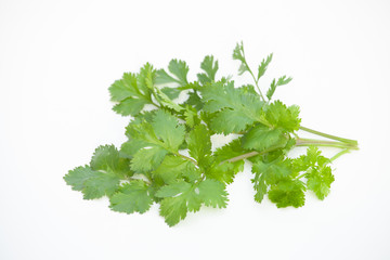 家庭菜園で摘みたてのコリアンダー