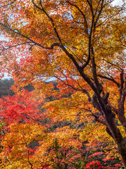 Colorful leaves in Japan autumn