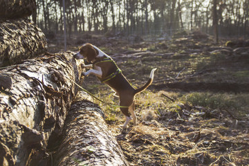 Stack of tree trunks are sniffed in the sunshine by the dog