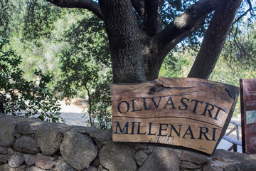 Olivastro Millenario - thousand years old tree